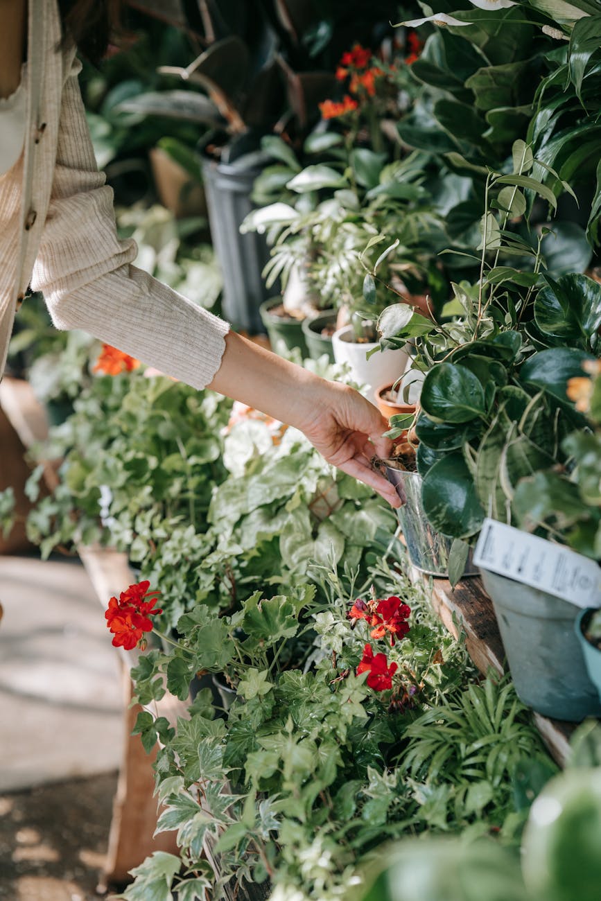 person holding red flowers